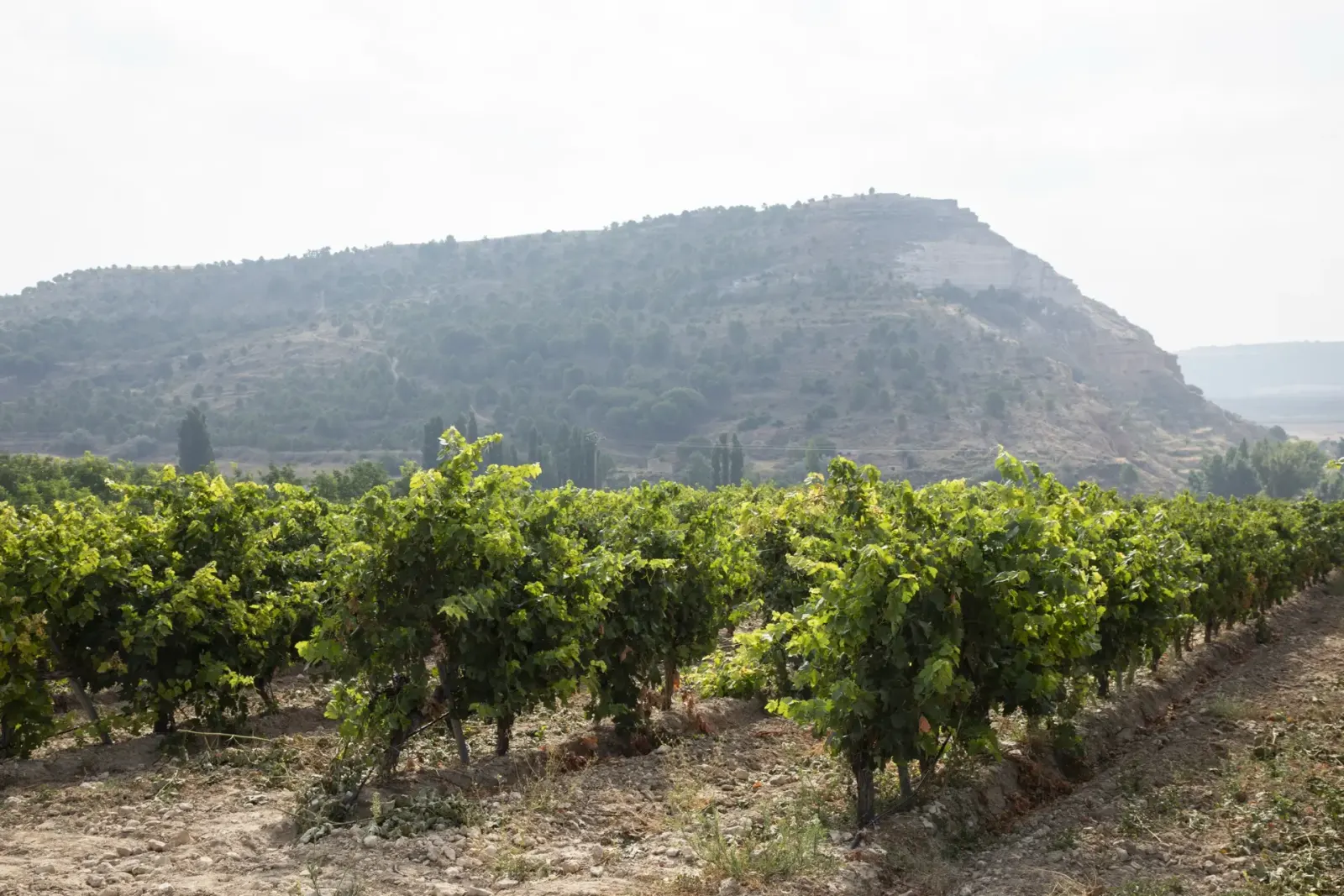 Viñedo de Cantovera en las laderas de Bocos de Duero