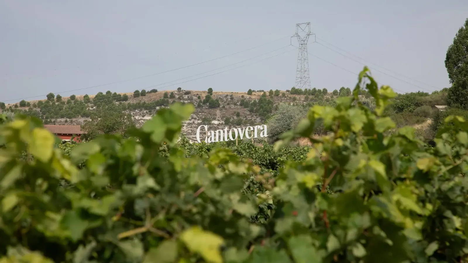 Viñedo con el cartel de Cantovera al fondo
